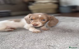 Dachshund dogs for sale: Miniature Dachshund REDUCED  - Image 7