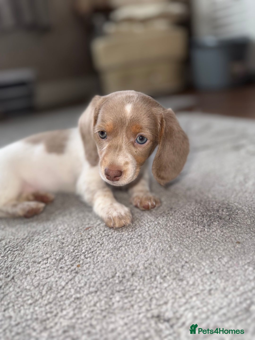 Dachshund dogs for sale: Miniature Dachshund REDUCED  - Image 7