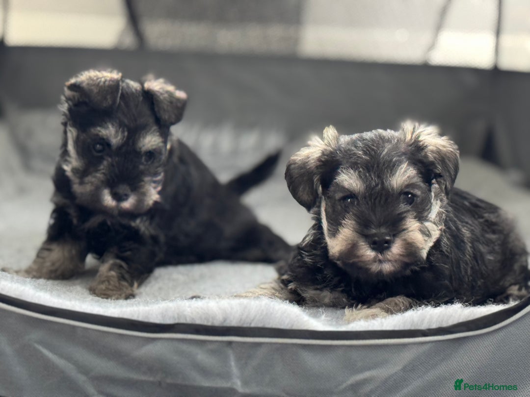 Miniature Schnauzer dogs for sale:  kc/Bva eye tested clear vet checked & certificate - Advert 16