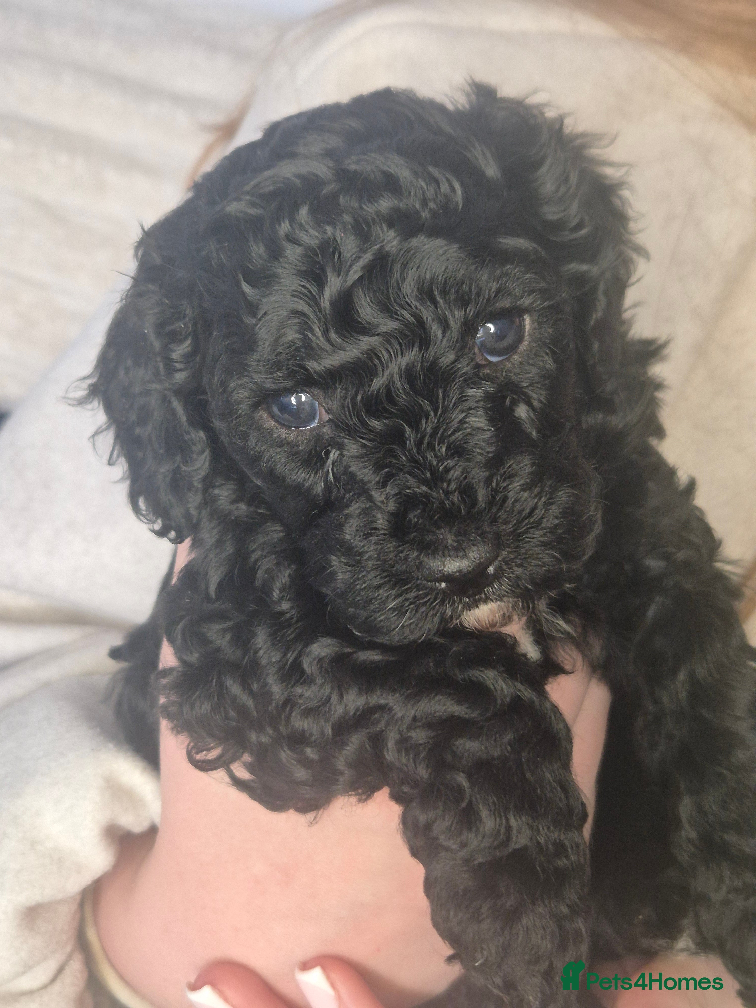 Cavapoo dogs F2 Cavapoo girl - Advert 5