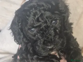 Cavapoo dogs F2 Cavapoo girl - Advert 5