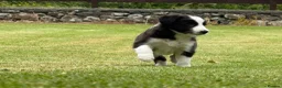Border Collie dogs for sale: Border collie puppies  - Advert 11