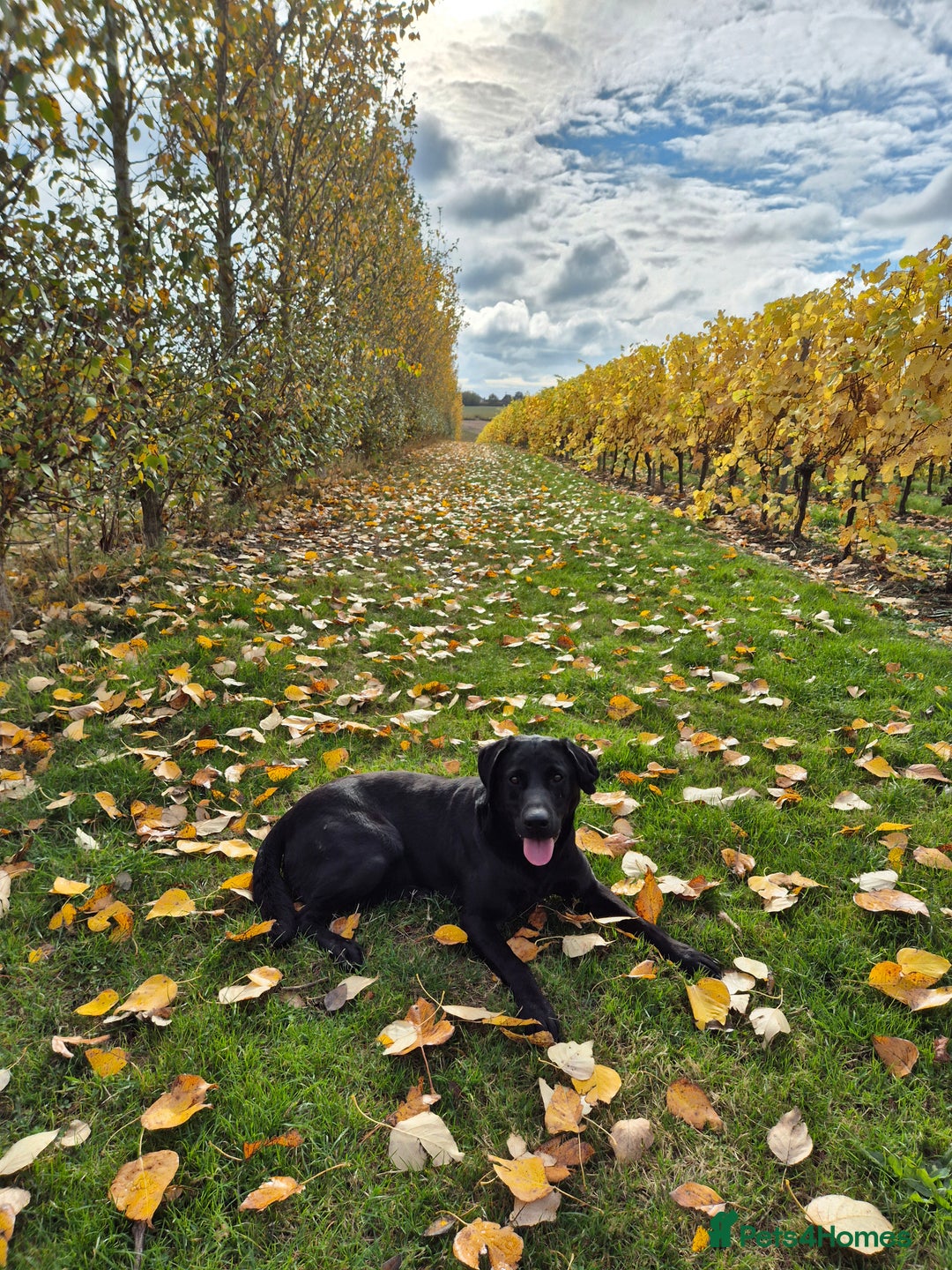 Labrador Retriever dogs for sale: Beautiful KC labradors.Trial champion bloodline.  - Advert 5