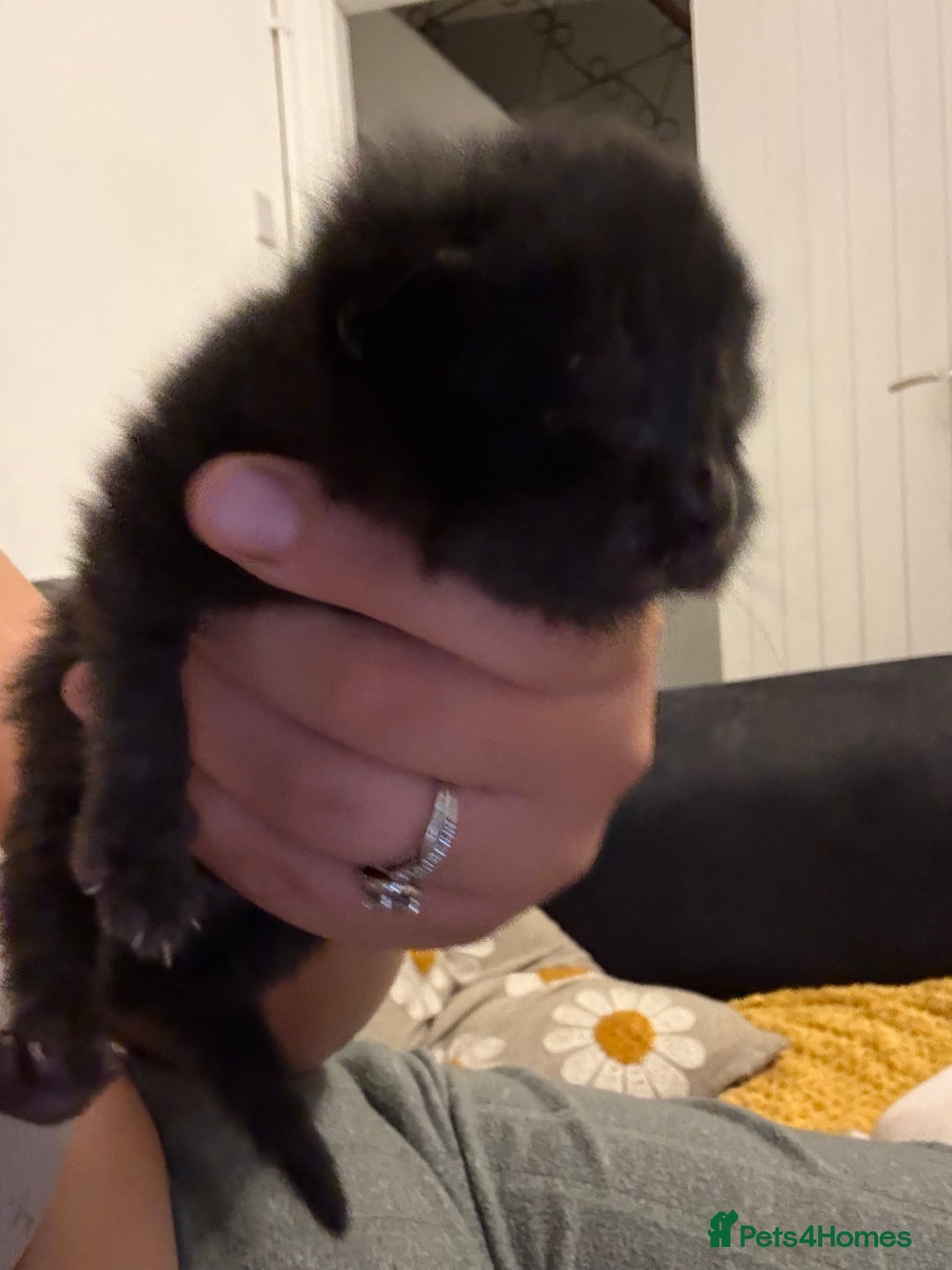 British Shorthair cats for sale: 2 kittens available now  - Image 1