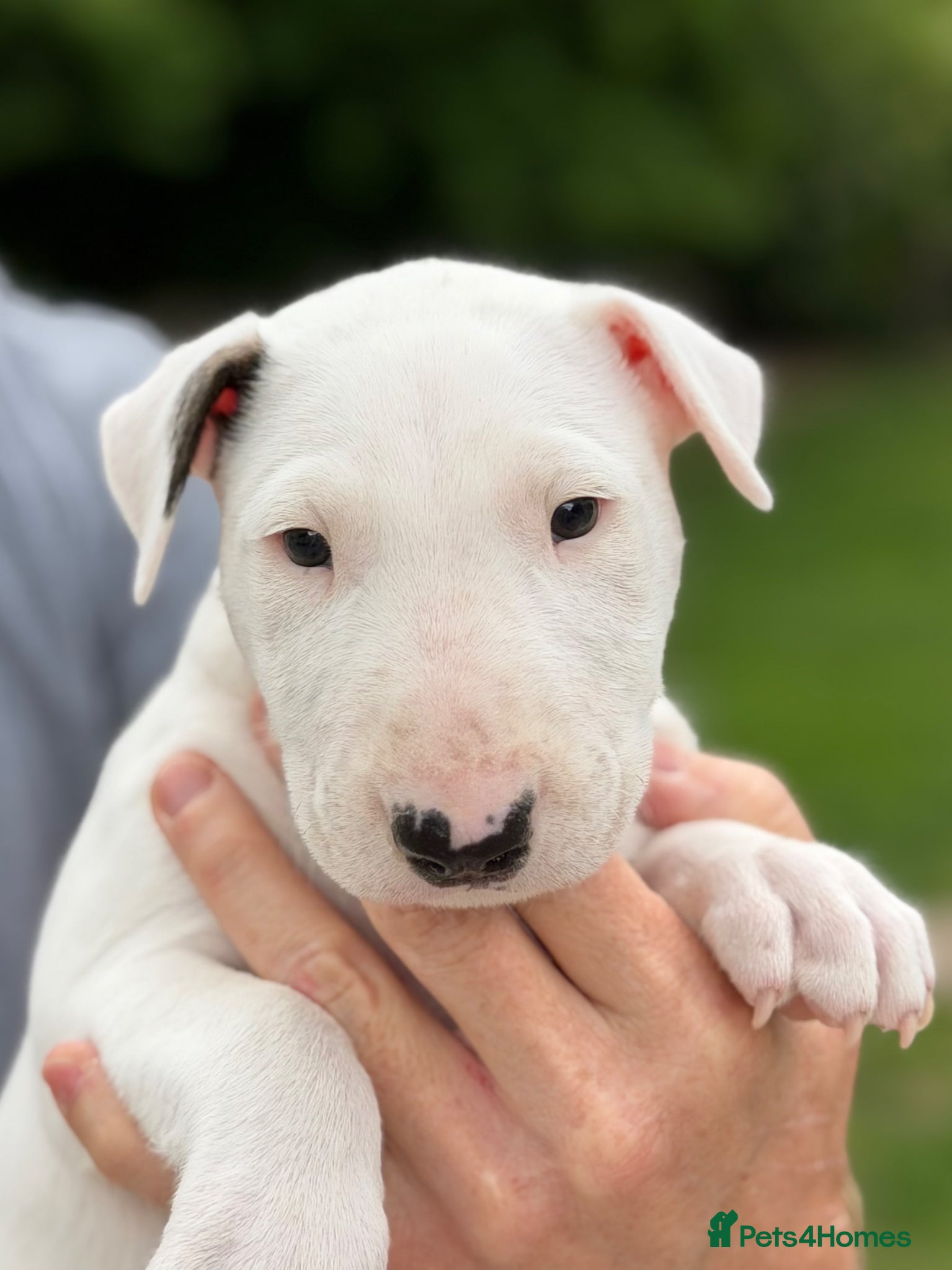 Bull Terrier dogs Exceptional quality KC BT Puppy - Advert 1