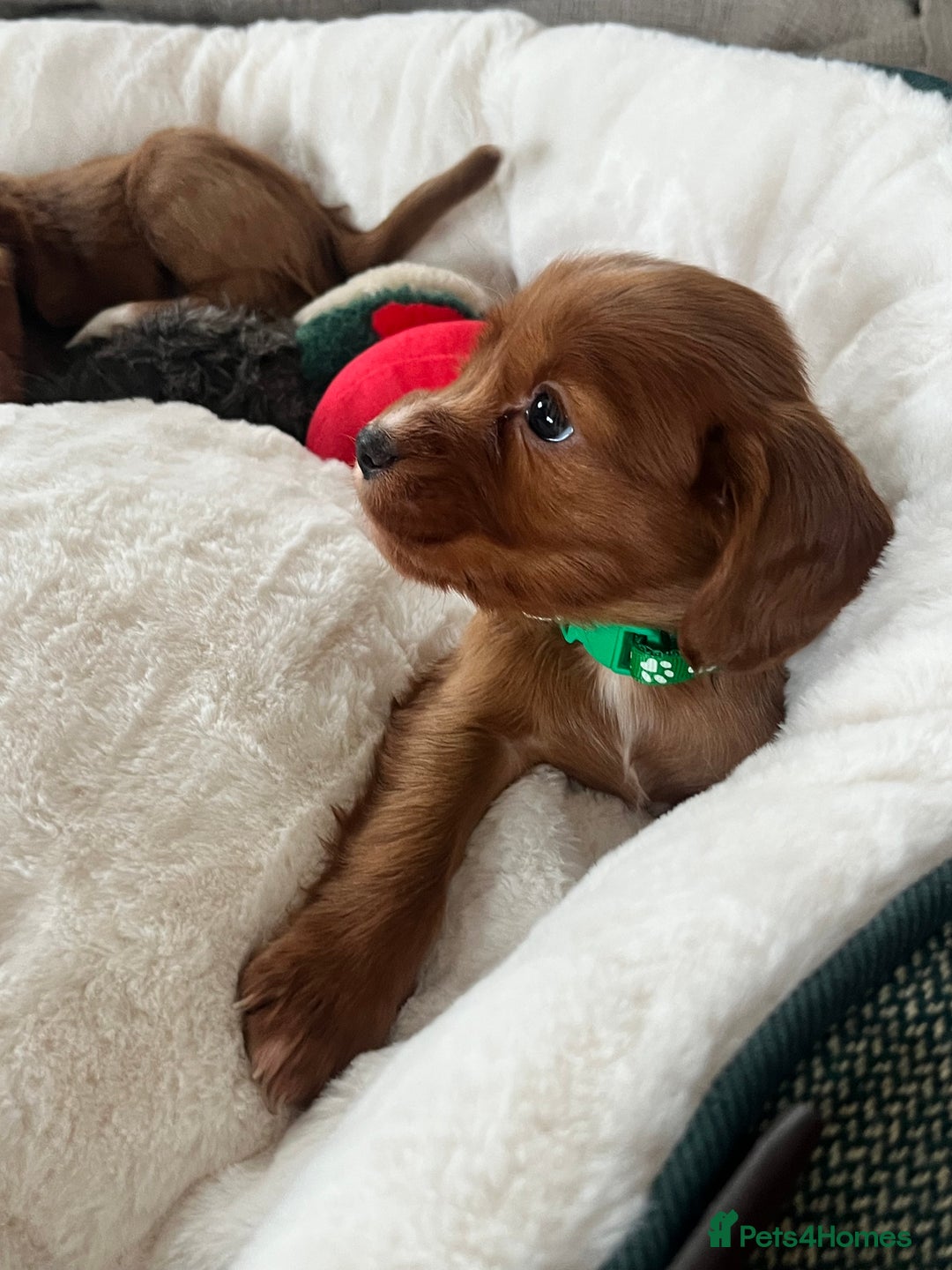 Cocker Spaniel dogs for sale: fox red cocker spaniels health tested  - Advert 7