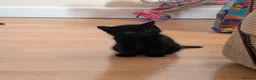 Mixed Breed cats for sale: 3 female kittens ready to go.  in Peterborough - Advert 6
