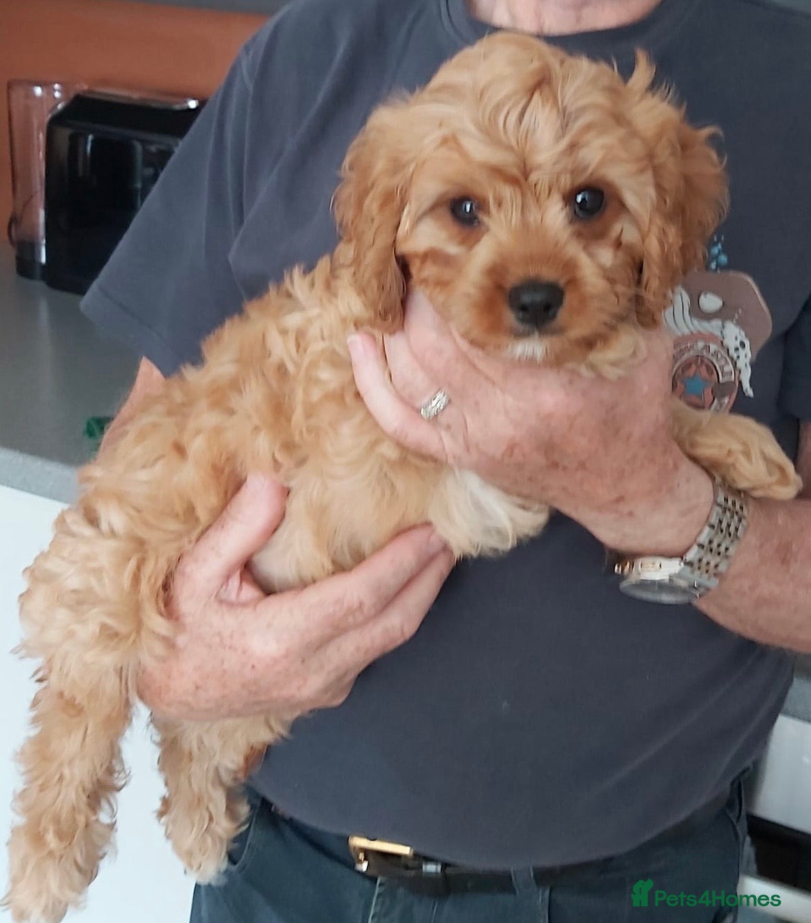 Cavapoo dogs READY NOW F1 Cavapoo pups health tested - Advert 2