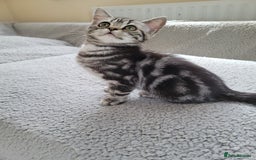 British Shorthair cats for sale: Ready to collect British Shorthair Silver Tabby in Rochester - Image 12