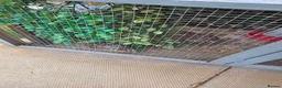 Quail poultry for sale: 4 female and 1 male quail house cage full set up in Lincoln - Advert 8