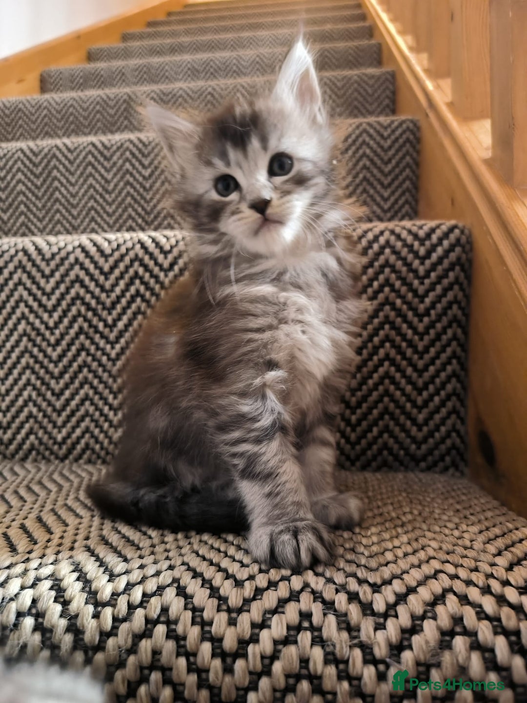 Maine Coon cats for sale: Maine Coon Kittens - Advert 2