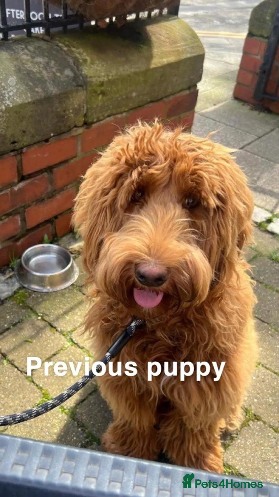 Double Doodle dogs for sale: Nell is expecting Double Doodles  - Advert 19