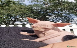 Sphynx cats for sale: Gorgeous Canadian Sphynx kittens, stunning - Image 8