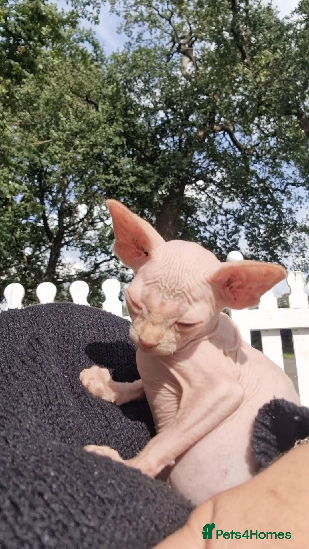 Sphynx cats for sale: Gorgeous Canadian Sphynx kittens, stunning - Image 8