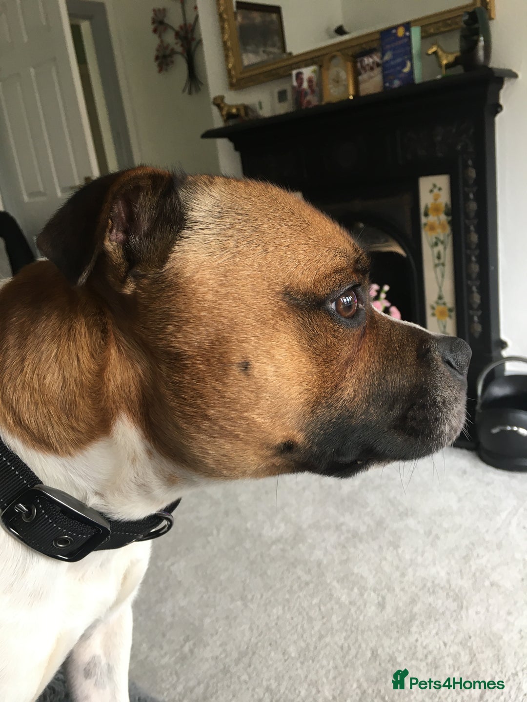 Staffordshire Bull Terrier dogs for stud: Proven Staffordshire Bull Terrier for Stud  - Image 1