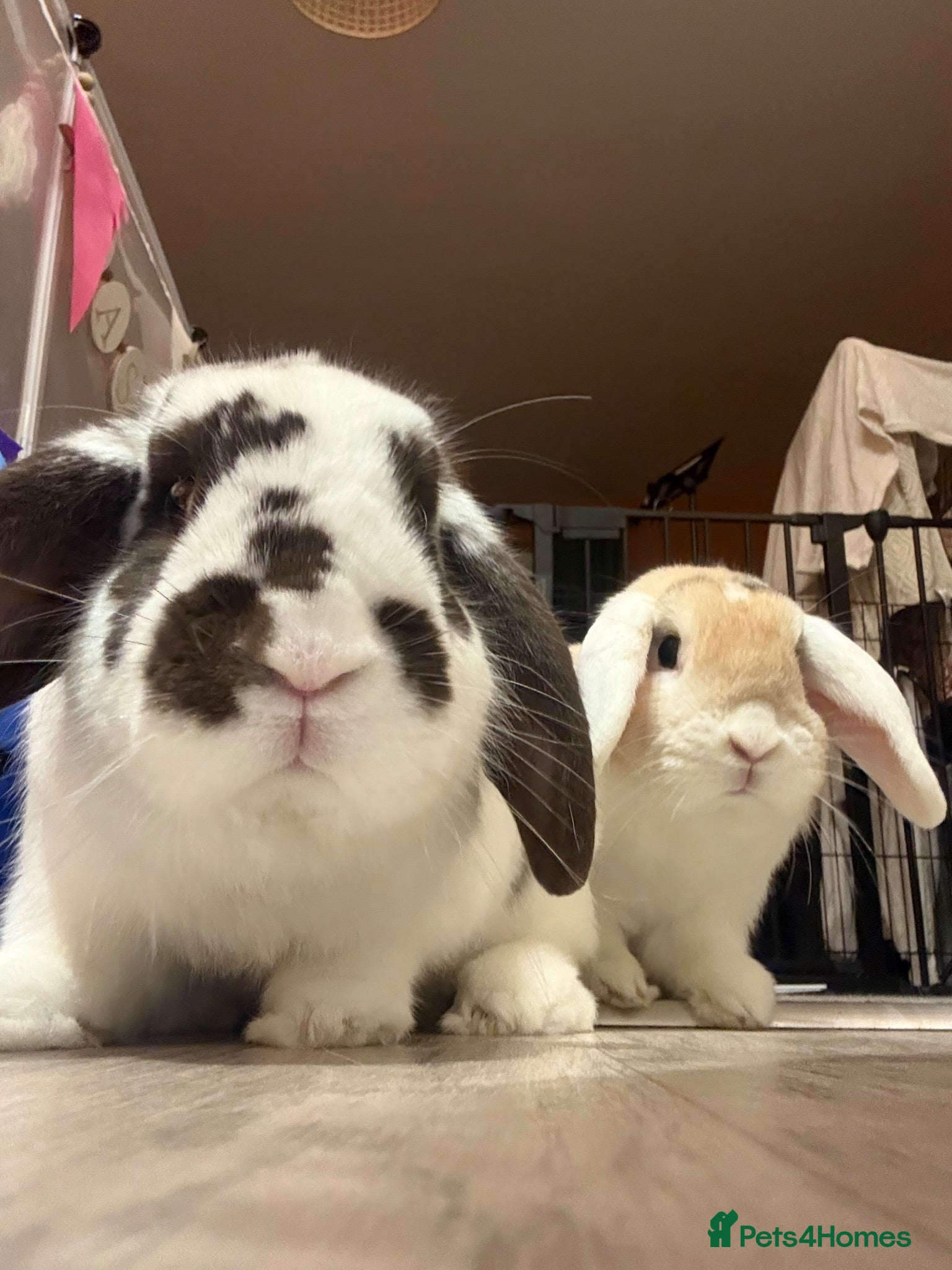 French Lop rabbits Rabbits for Rehoming - Advert 1
