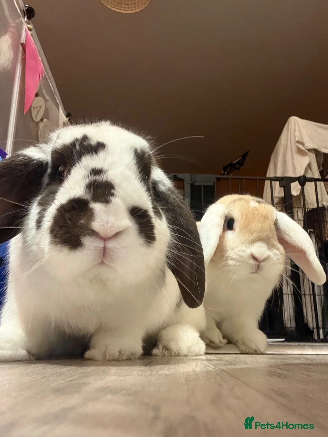 French Lop rabbits for sale: Rabbits for Rehoming in Witham - Advert 1