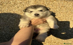 Alaskan Malamute dogs for sale: KC registered Puppies Available - Image 4