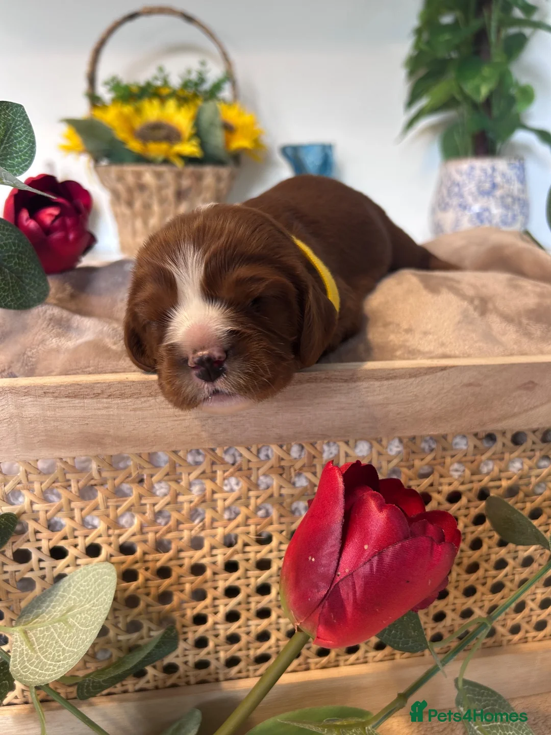 Cavalier King Charles Spaniel dogs for sale: 6 Full Breed King Charles Cavalier Puppies  - Advert 11