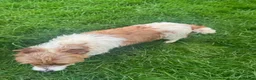 Jack Russell dogs for sale: 3 male tricolour long haired jackrussel puppies  - Advert 19