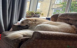 Mixed Breed dogs for sale: Stunning Litter of Labradoodle x Pyrenees - Advert 3