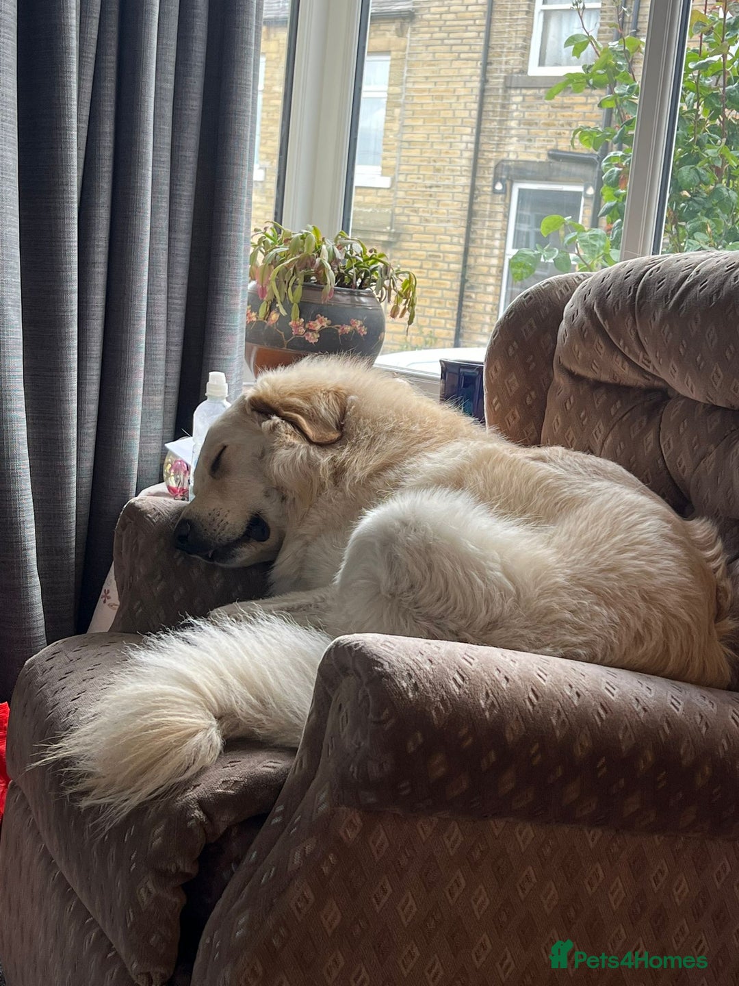 Mixed Breed dogs for sale: Stunning Litter of Labradoodle x Pyrenees - Advert 3