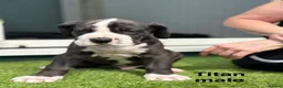 Great Dane dogs for sale: Chunky Great Dane puppies  - Advert 14