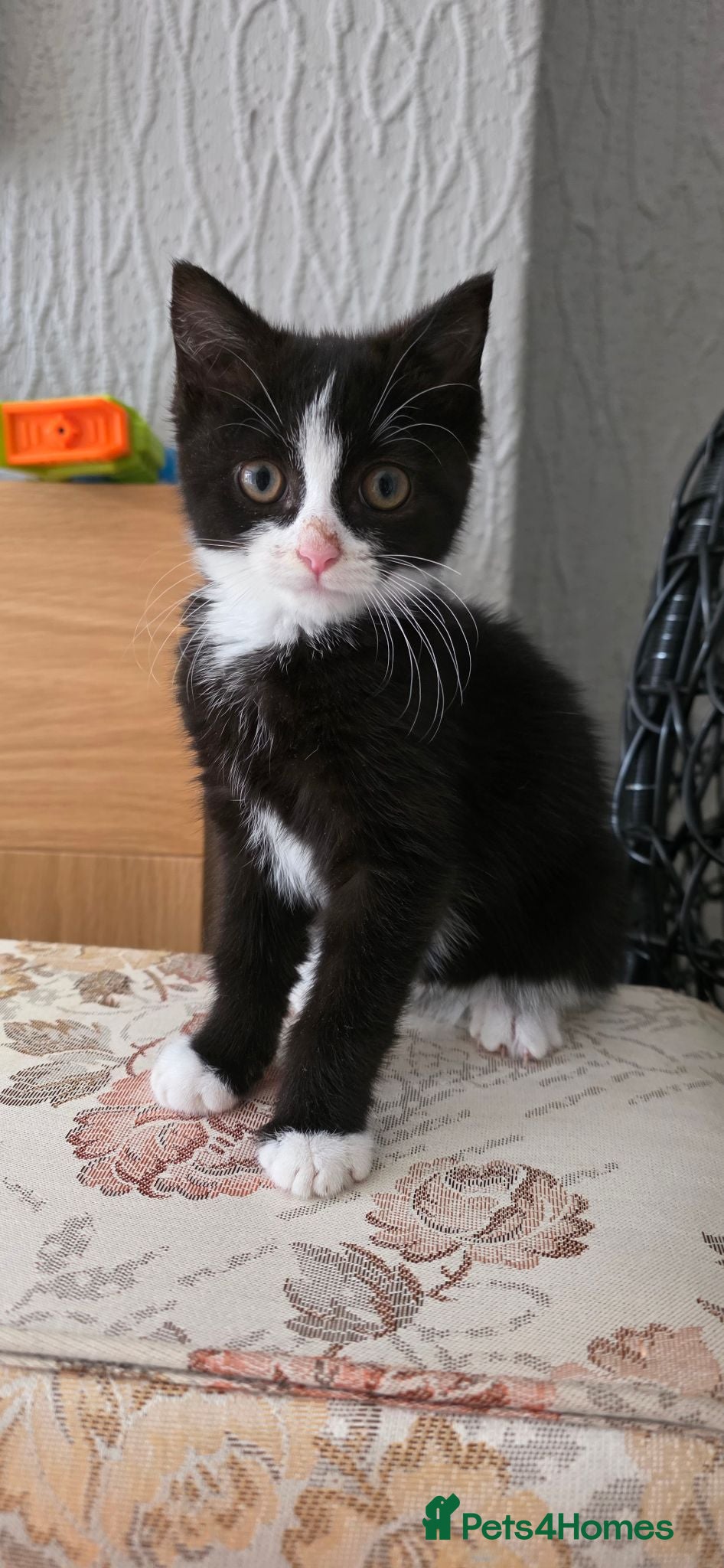 Mixed Breed cats Beautiful Female Kitten–Looking for a Loving Home - Advert 14