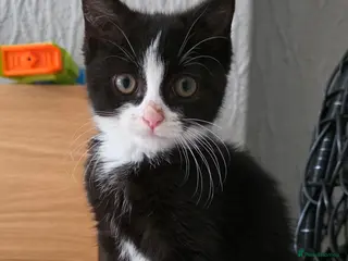 Mixed Breed cats Beautiful Female Kitten–Looking for a Loving Home - Advert 5