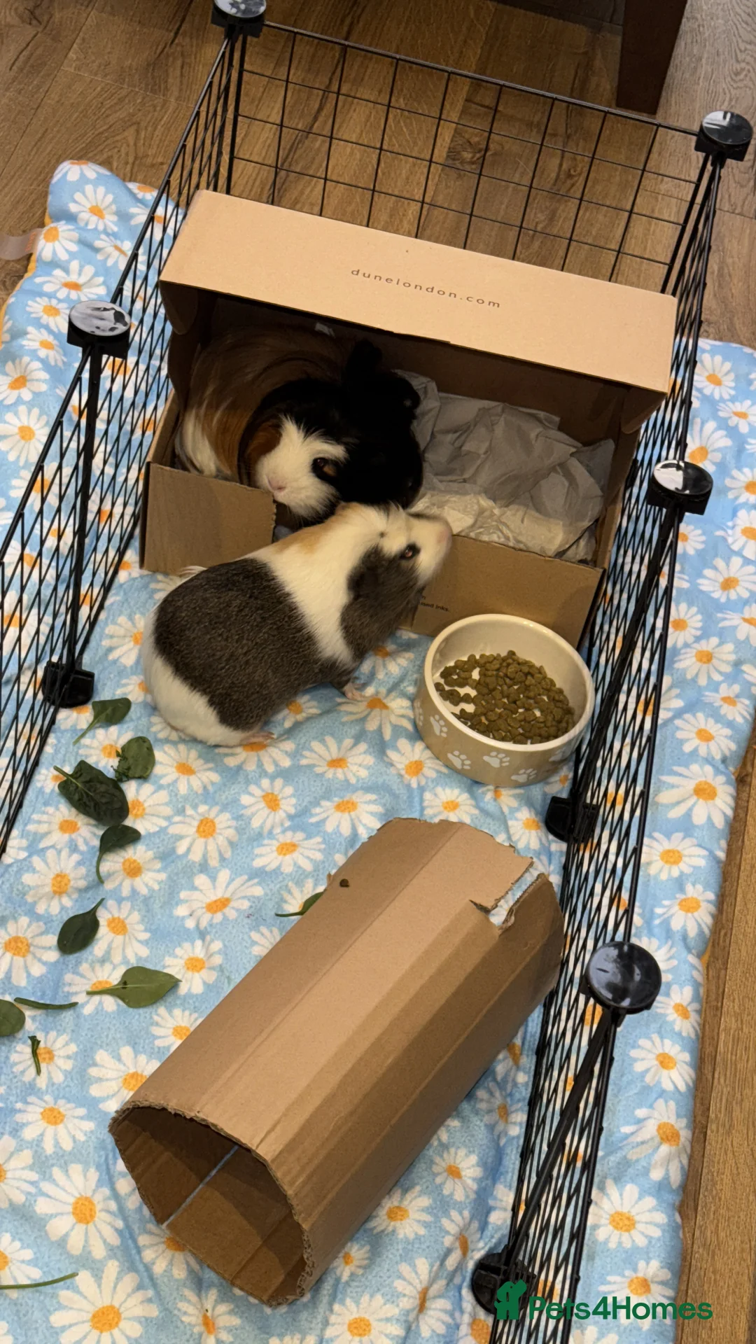 Guinea Pig rodents for sale: 2 male Guineapigs  - Advert 4