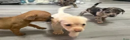 Jackshund dogs for sale: Beautiful jackweenies for sale  - Advert 16