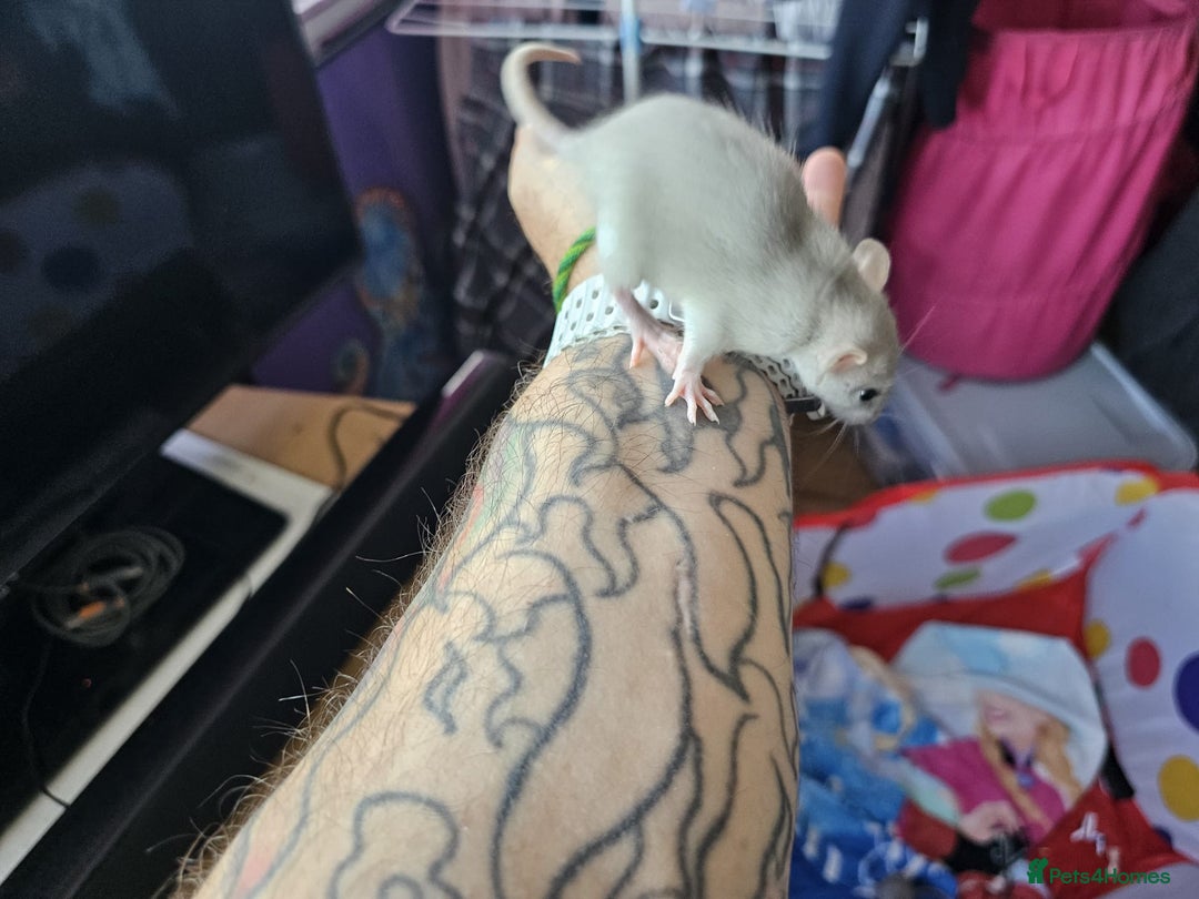 Rat rodents for sale: male and female rats for sale - Image 15
