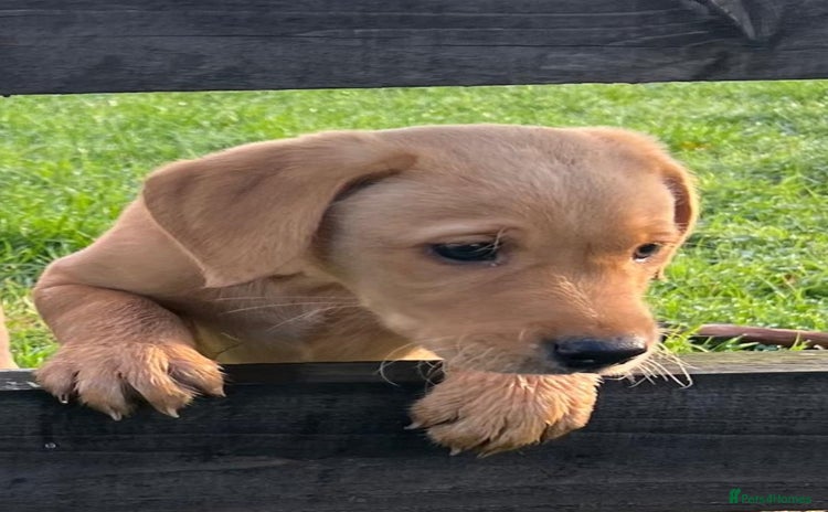 Labrador Retriever dogs - Advert 6