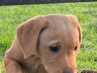 Labrador Retriever dogs - Advert 25
