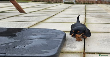 Miniature Dachshund dogs - Advert 10