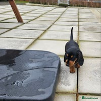 Miniature Dachshund dogs - Advert 10