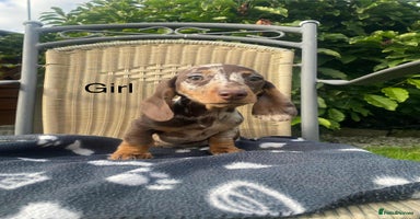 Miniature Dachshund dogs - Advert 16