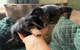 Chihuahua dogs for sale: Tiny Stunning Fluffy Chihuahua Puppy - Image 10