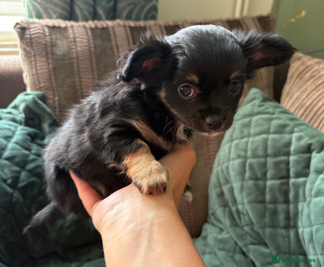 Chihuahua dogs for sale: Tiny Stunning Fluffy Chihuahua Puppy - Image 10