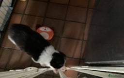 Border Collie dogs for sale: Border Collie pups - Image 3