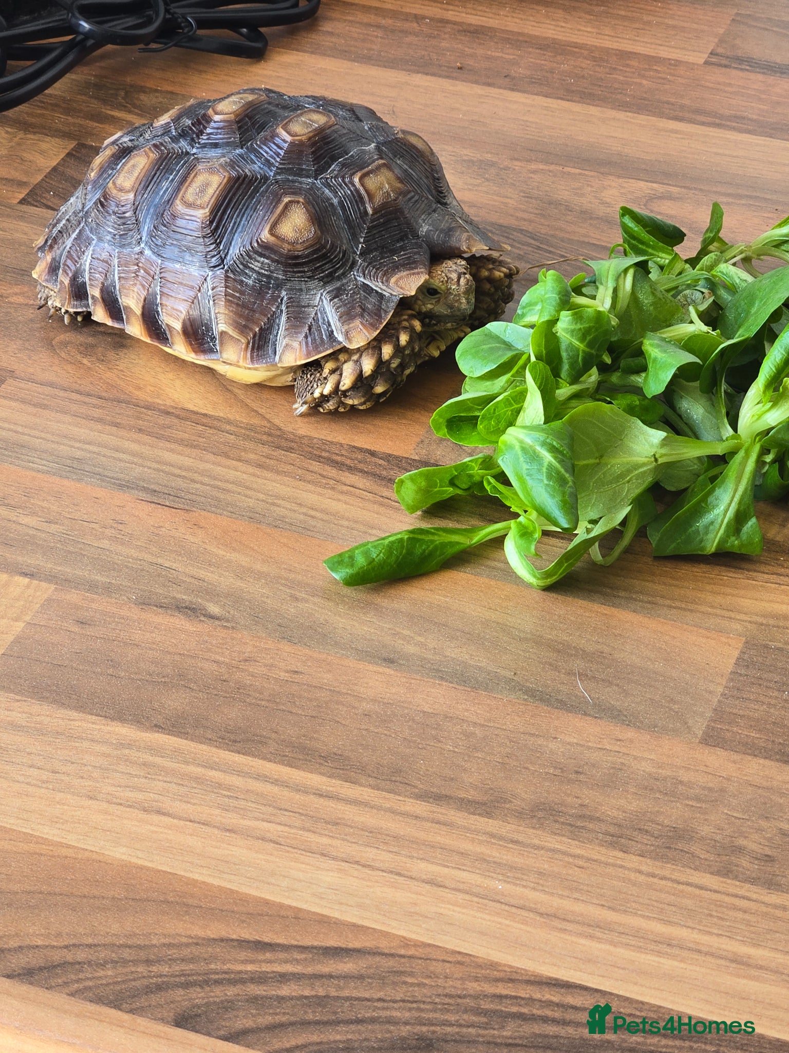 Tortoise reptiles Sulcata  - Advert 2