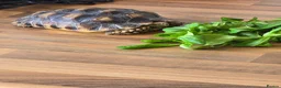 Tortoise reptiles for sale: Sulcata  in Southampton - Advert 1