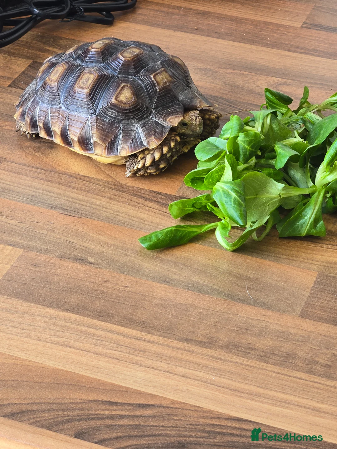 Tortoise reptiles for sale: Sulcata  in Southampton - Advert 1