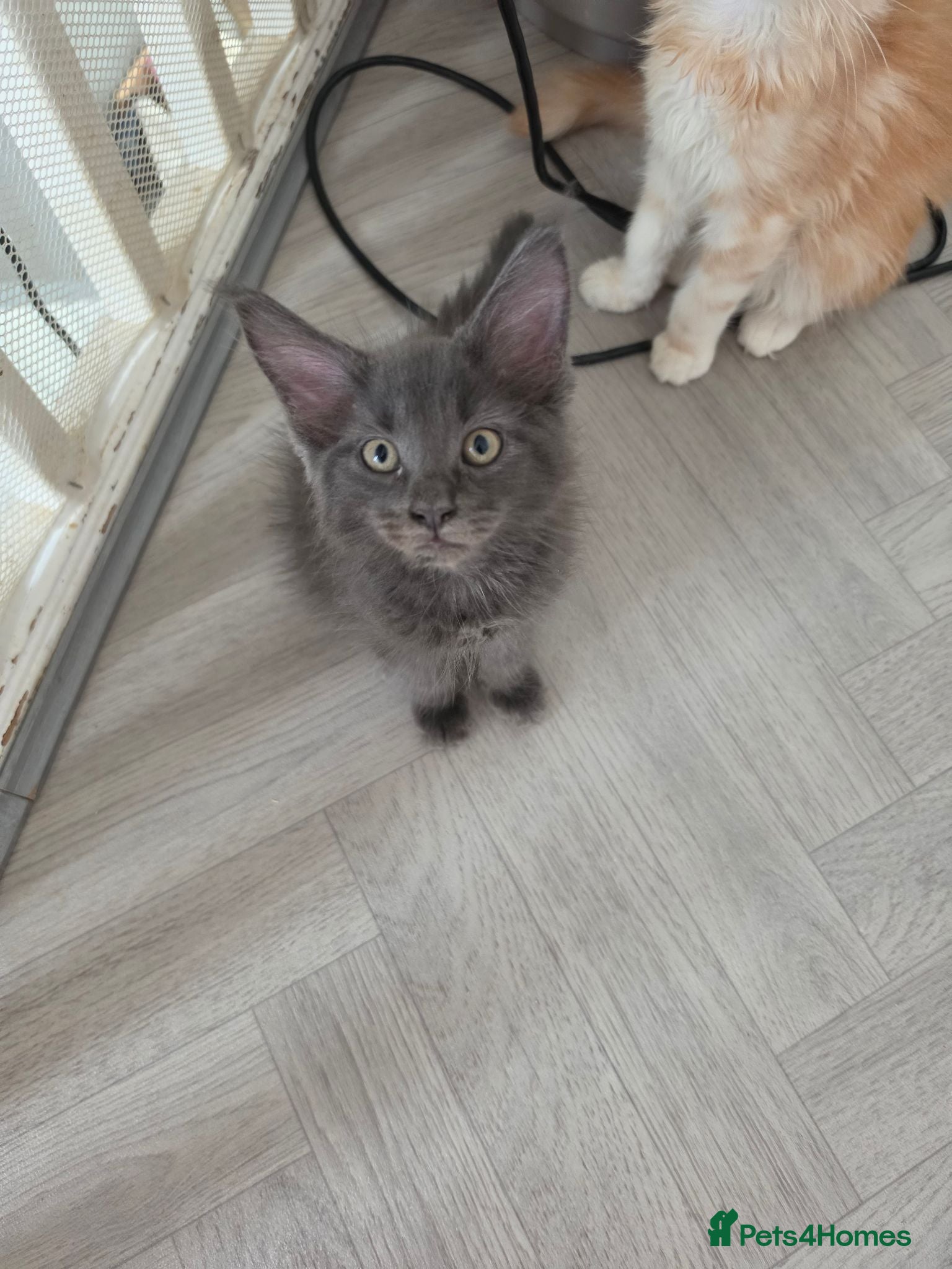 Maine Coon cats TICA REGISTERED STUNNING KITTENS  - Advert 12
