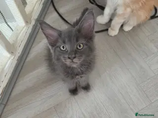 Maine Coon cats TICA REGISTERED STUNNING KITTENS - Advert 3