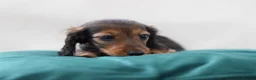Miniature Dachshund dogs for sale: Longhaired Miniature Dachshund - Advert 6