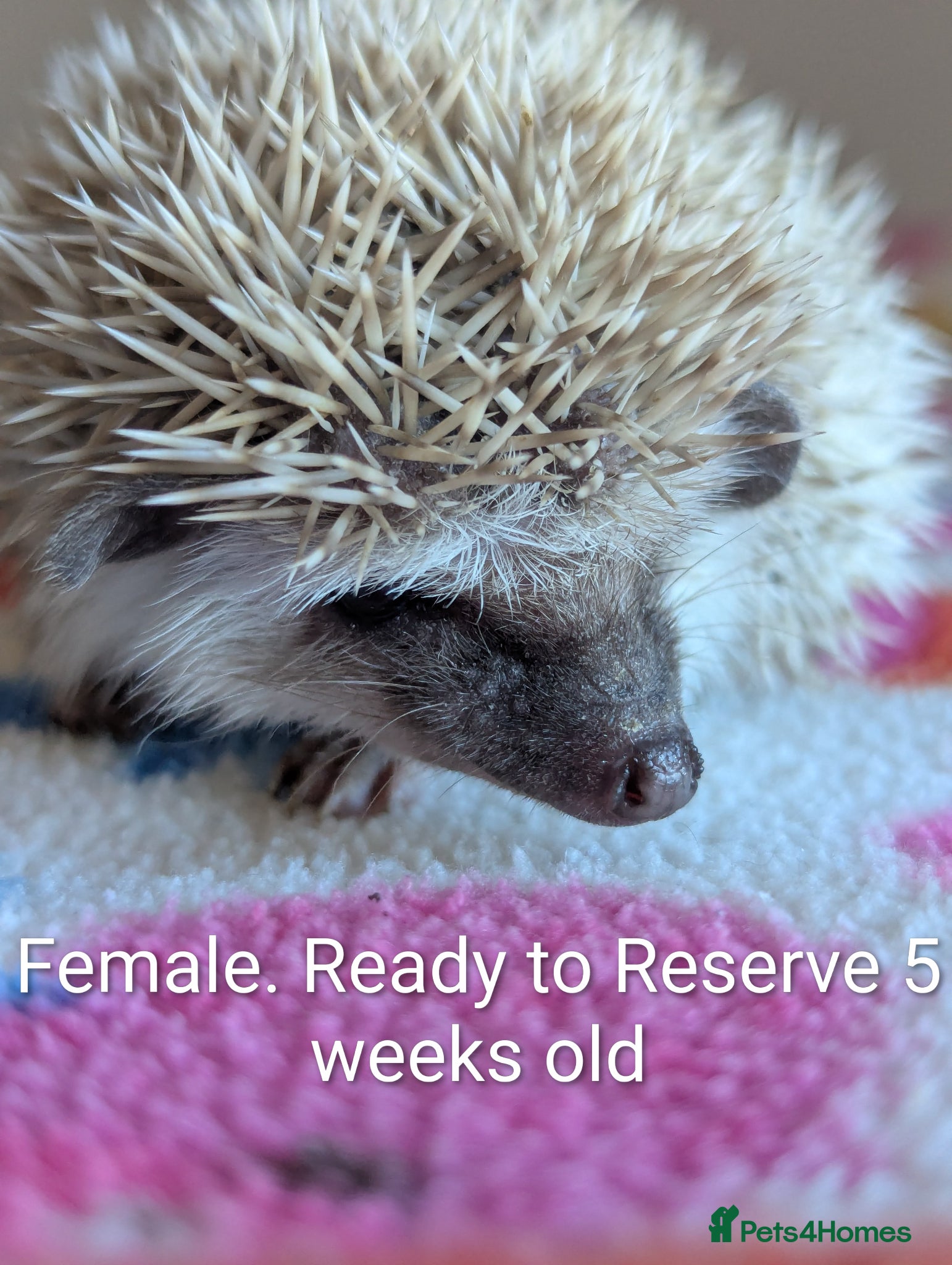 Pygmy Hedgehog rodents Gorgeous Hoglets Ready to Reserve Now - Advert 1