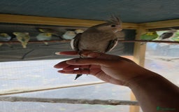 Cockatiels birds for sale: Silly hand tamed baby cockatiels for sale  - Image 18