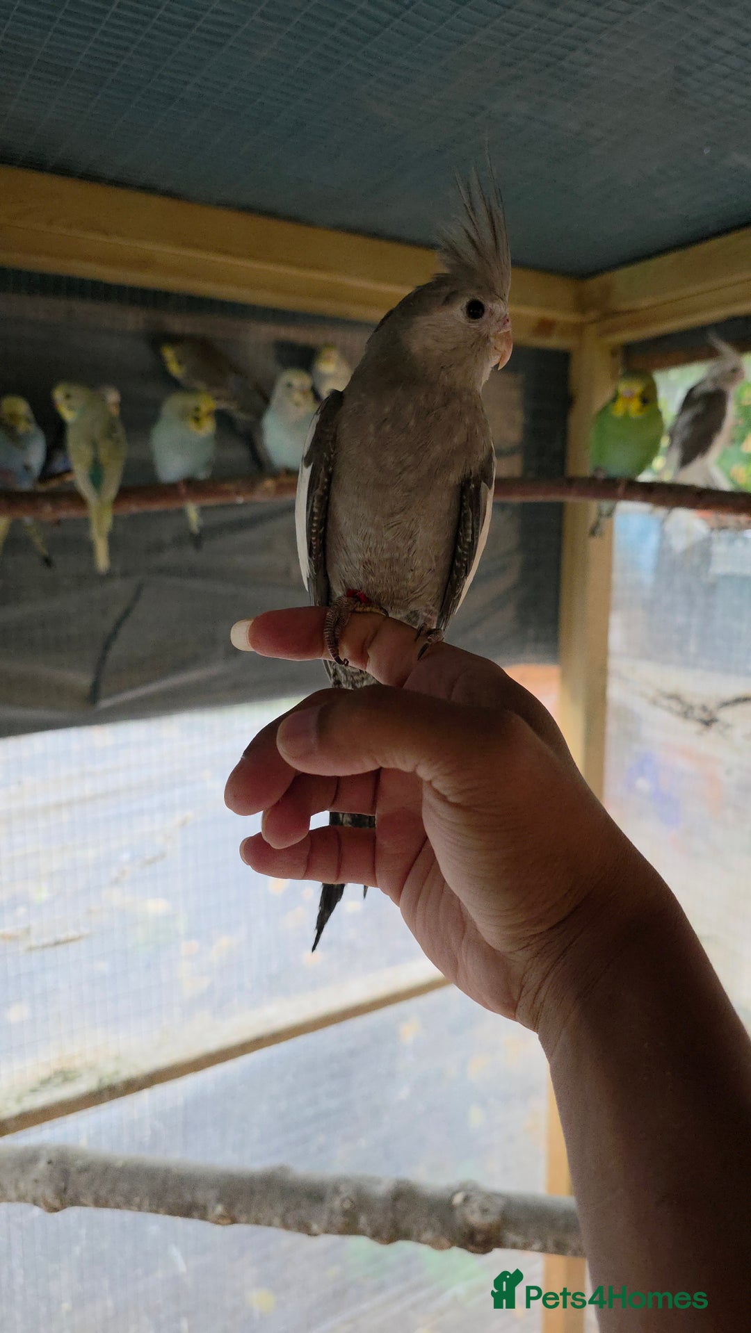 Cockatiels birds for sale: Silly hand tamed baby cockatiels for sale  - Image 18