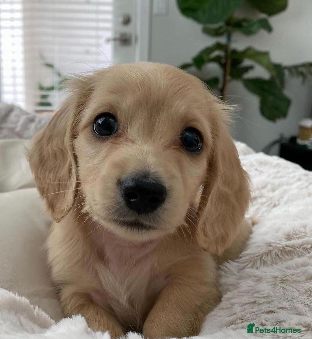Miniature Dachshund dogs for sale: Miniature Dachshund puppies! - Image 5